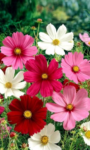 Космея ЛЯЛЯ