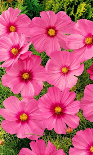 Космея РОЗОВЫЙ ЩЕРБЕТ