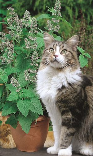 Котовник лимонный БАРХАТ — Благородный аромат лимона и мяты! Для ароматизации соусов и салатов!