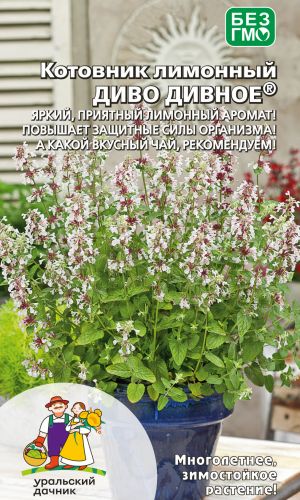 Котовник лимонный ДИВО ДИВНОЕ