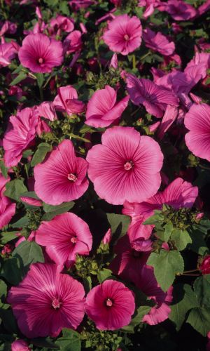 Лаватера ЛАДА