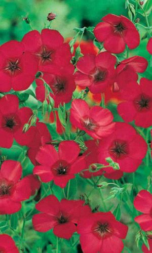 Лён КРАСНЫЕ РУБИНЫ