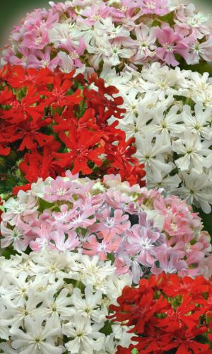 Лихнис МИКС &mdash; Неприхотливое и радующее глаз растение!