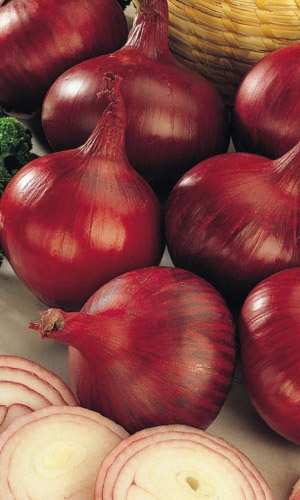 Лук репчатый МЕРКАТО