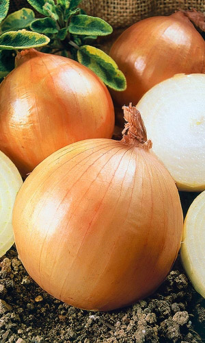 Лук репчатый КЛАССИКА