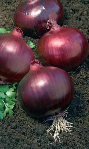 Лук репчатый ТЁМНАЯ ЛОШАДКА F1