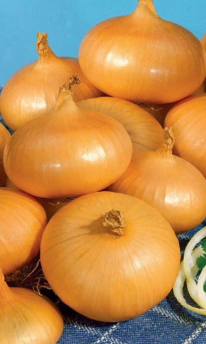 Лук репчатый ЗОЛОТЫЕ КУПОЛА