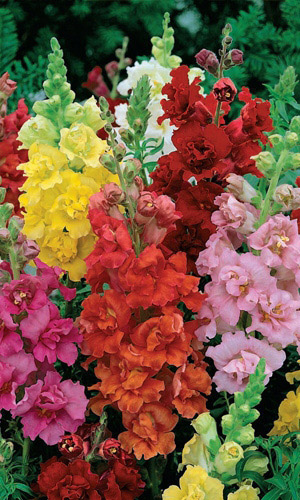 Львиный зев БУКЕТНЫЙ МИКС