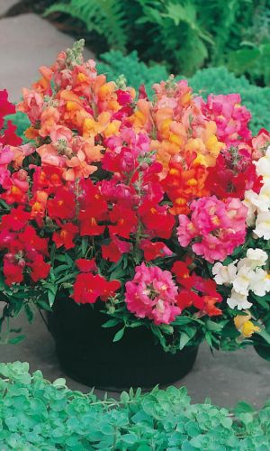 Львиный зев карликовый КОВЁР - САМОЛЁТ