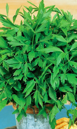 Любисток УДАЛЕЦ — Имеет мочегонное и отхаркивающее действие, улучшает пищеварение, идеально подойдёт для мясных и рыбных блюд!