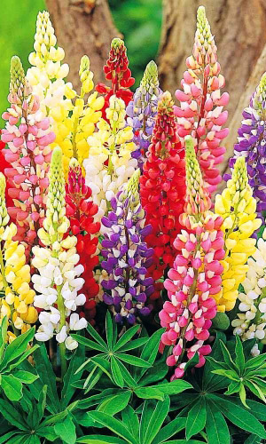 Люпин МИНАРЕТ СМЕСЬ