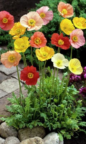 Мак МОНПАНСЬЕ &mdash; Компактный и яркий!