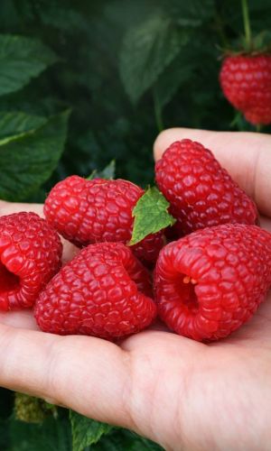 Малина САМОХВАЛ