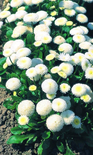 Маргаритка БЕЛЫЙ ШАР