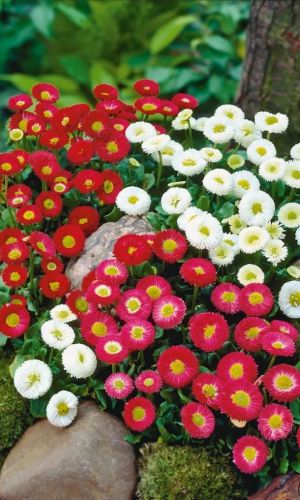 Маргаритка ЯГОДНЫЙ ДЕСЕРТ