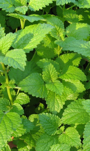 Мелисса СВЕЖЕСТЬ — С ярким ароматом лимона!