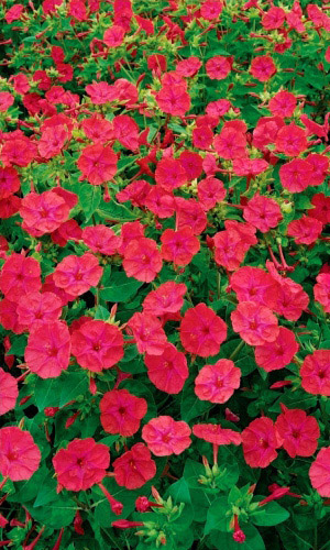 Мирабилис КАРАМЕЛЬ РОЗОВАЯ