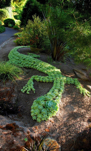 Молодило КРОВЕЛЬНОЕ