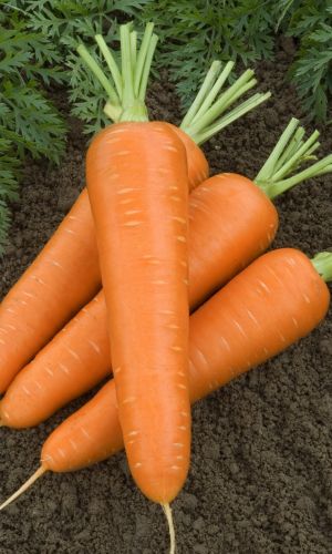 Морковь БЕРЛИКУМ РОЯЛ &mdash; Устойчива к цветушности! Мякоть плотная, сочная, сладкая! Высокое содержание каротина! Для длительного хранения!