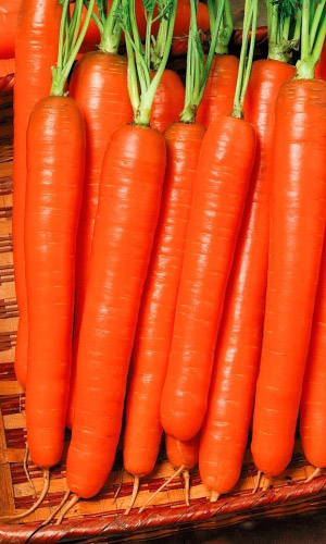 Морковь БЕЙБИ ХИТ F1