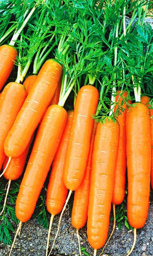 Морковь ДЕЛИКАТЕСНАЯ