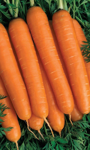 Морковь ДЕТСКАЯ СЛАДКАЯ