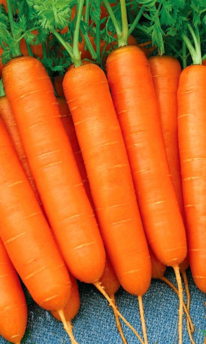 Морковь КАЛЛИСТО F1
