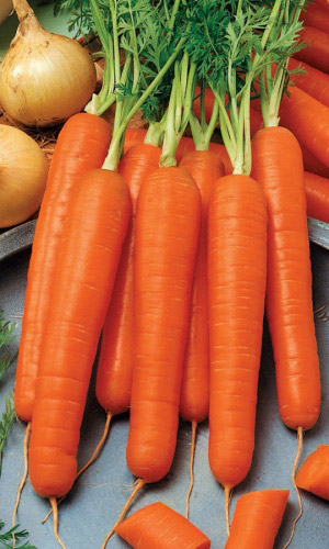 Морковь КРАСНЫЙ МУСКАТ