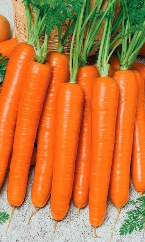 Морковь МЕДОВО-САХАРНАЯ F1 (ГЕЛЬ ДРАЖЕ)