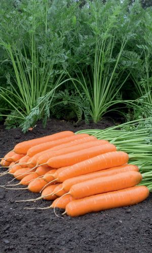 Морковь НАНДРИН F1 (ГЕЛЬ ДРАЖЕ)