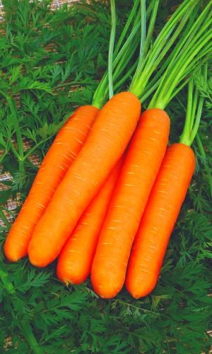 Морковь РАХАТ ЛУКУМ