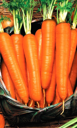 Морковь РУССКИЙ ДЕЛИКАТЕС (ГЕЛЬ ДРАЖЕ)