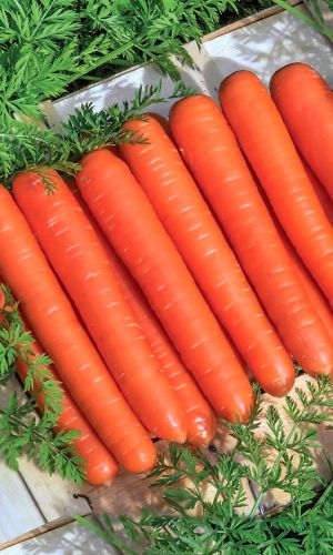 Морковь САДКО