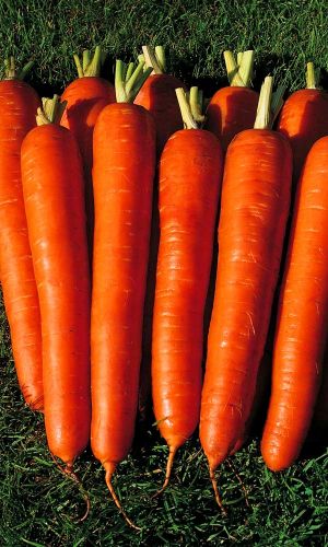 Морковь САХАРНЫЙ ГИГАНТ (ГЕЛЬ ДРАЖЕ)