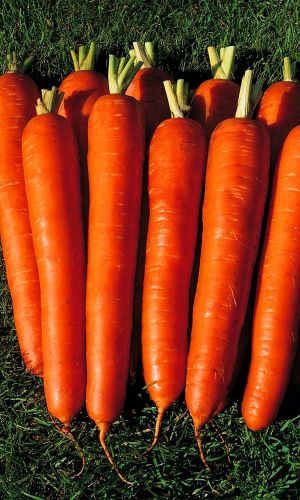 Морковь САХАРНЫЙ ГИГАНТ