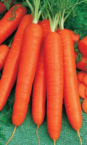 Морковь САНЬКИНА ЛЮБОВЬ F1 (ЛЕНТА)