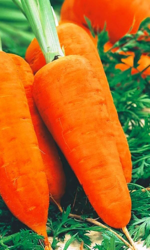 Морковь ШАНТАНЭ РОЯЛ