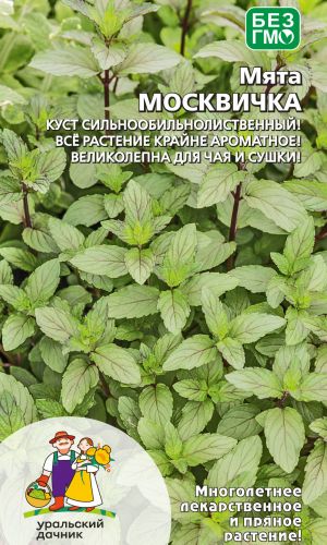Мята МОСКВИЧКА — Куст сильно- обильнолиственный! Всё растение крайне ароматное! Великолепна для чая и сушки!