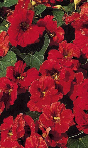 Настурция МАХАГОНИ &mdash; Низкорослая