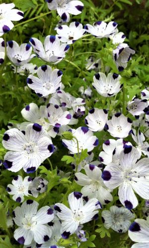 Немофила ФАЙВ СПОТ