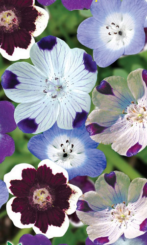 Немофила МИКС