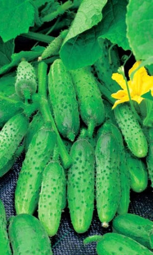 Огурец АЛТАЙ