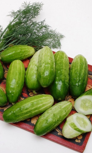 Огурец АЛТАЙСКИЙ РАННИЙ 166