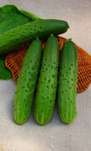 Огурец АСКЕР F1