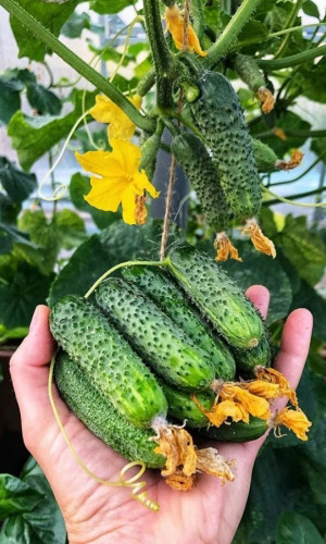 Огурец БАЙКАЛ