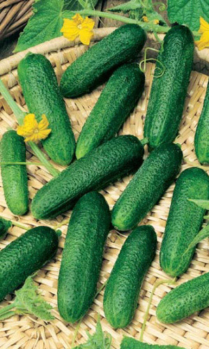 Огурец БИДРЕТТА F1