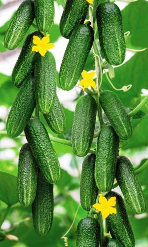 Огурец БОЕЦ F1