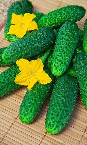 Огурец БОГАТАЯ ГРЯДКА F1