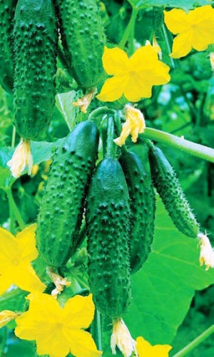 Огурец БУРЕВЕСТНИК F1