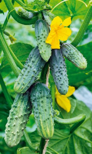 Огурец ЧЕЛЯБИНСКИЙ КУСТОВОЙ